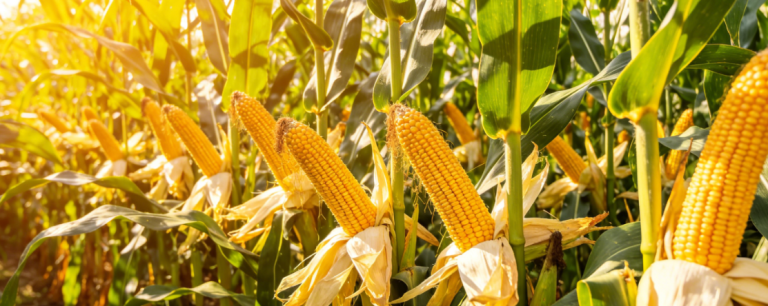 corn raw material for gluconate production WIS Biotech